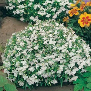 Lobelia White Lady