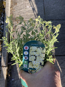 Achillea King Edward