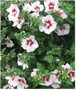 Hibiscus China Chiffon