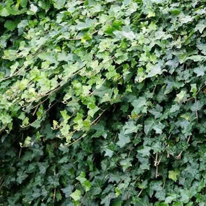 Ivy