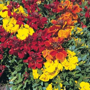 Wallflower Scented Mix