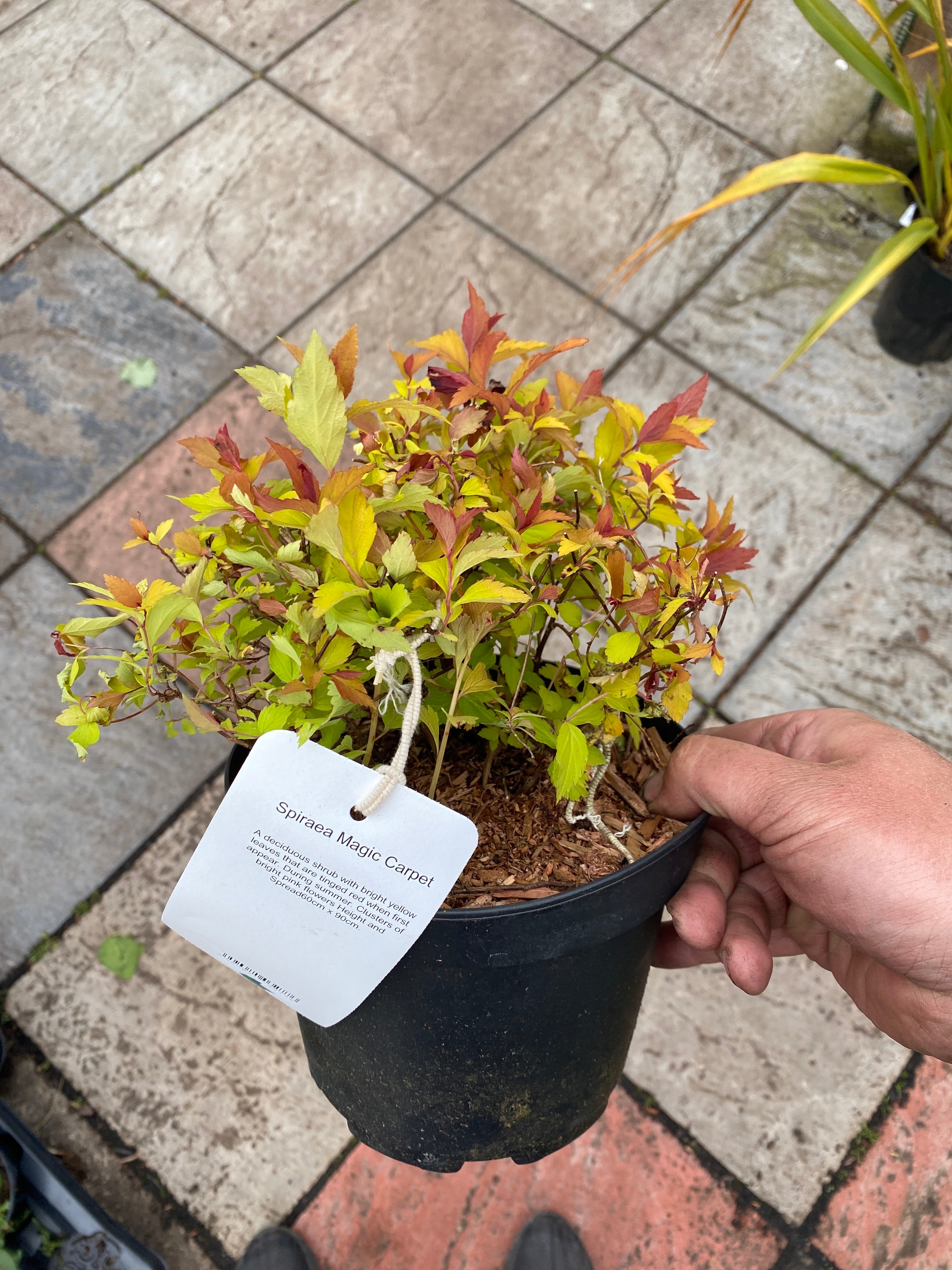 Spiraea Magic Carpet