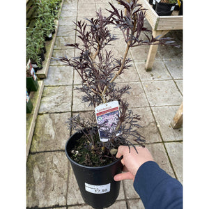 Sambucus Black Lace