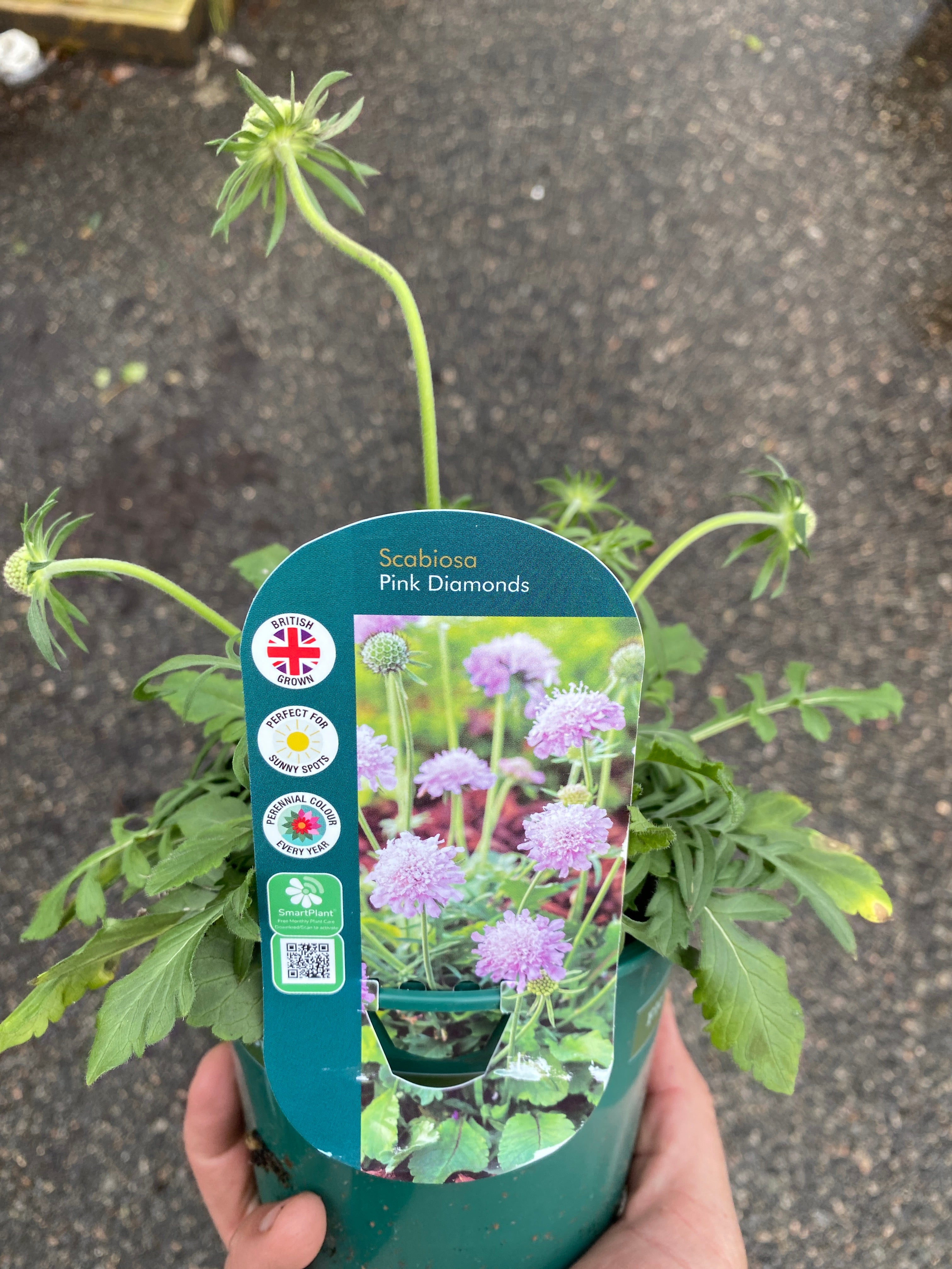 Scabiosa Pink Diamonds