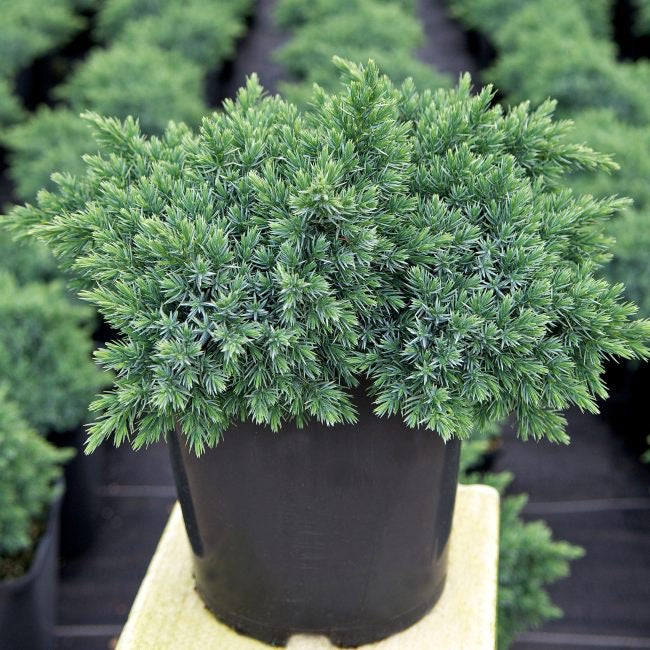 Juniper Blue Star