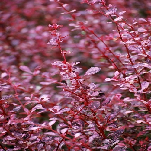 Berberis Pink Queen