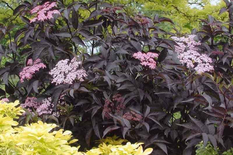 Sambucus Black Beauty