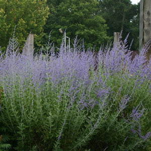 Perovskia Blue Spire