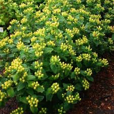 Hypericum Magical Limelight