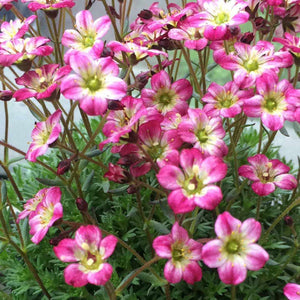 Saxifraga Pixie Rose