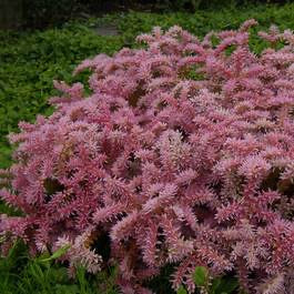 Sedum Sea Star Rose