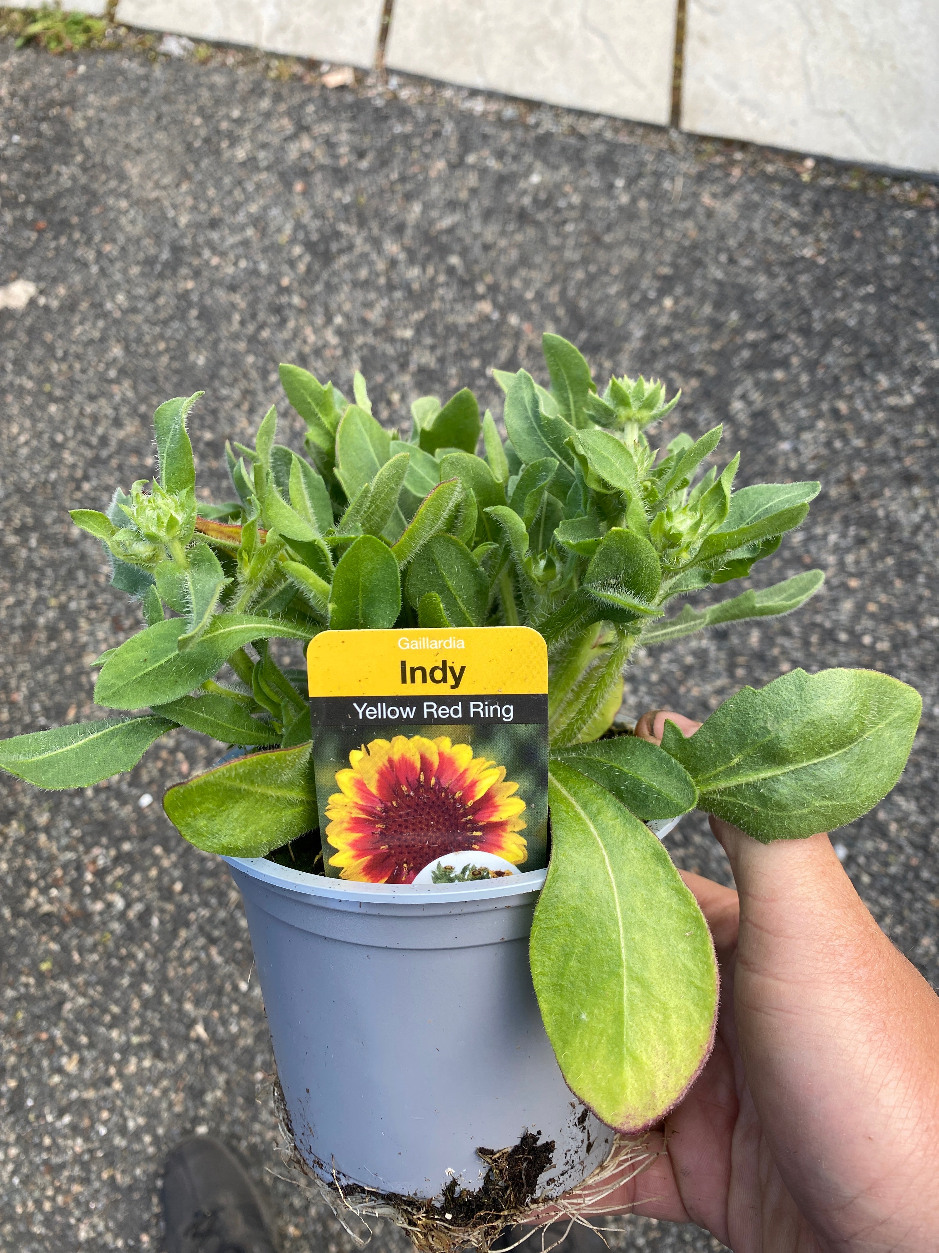 Gaillardia Yellow Red Ring