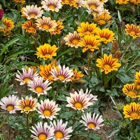 Gazania Tiger Stripes Mix