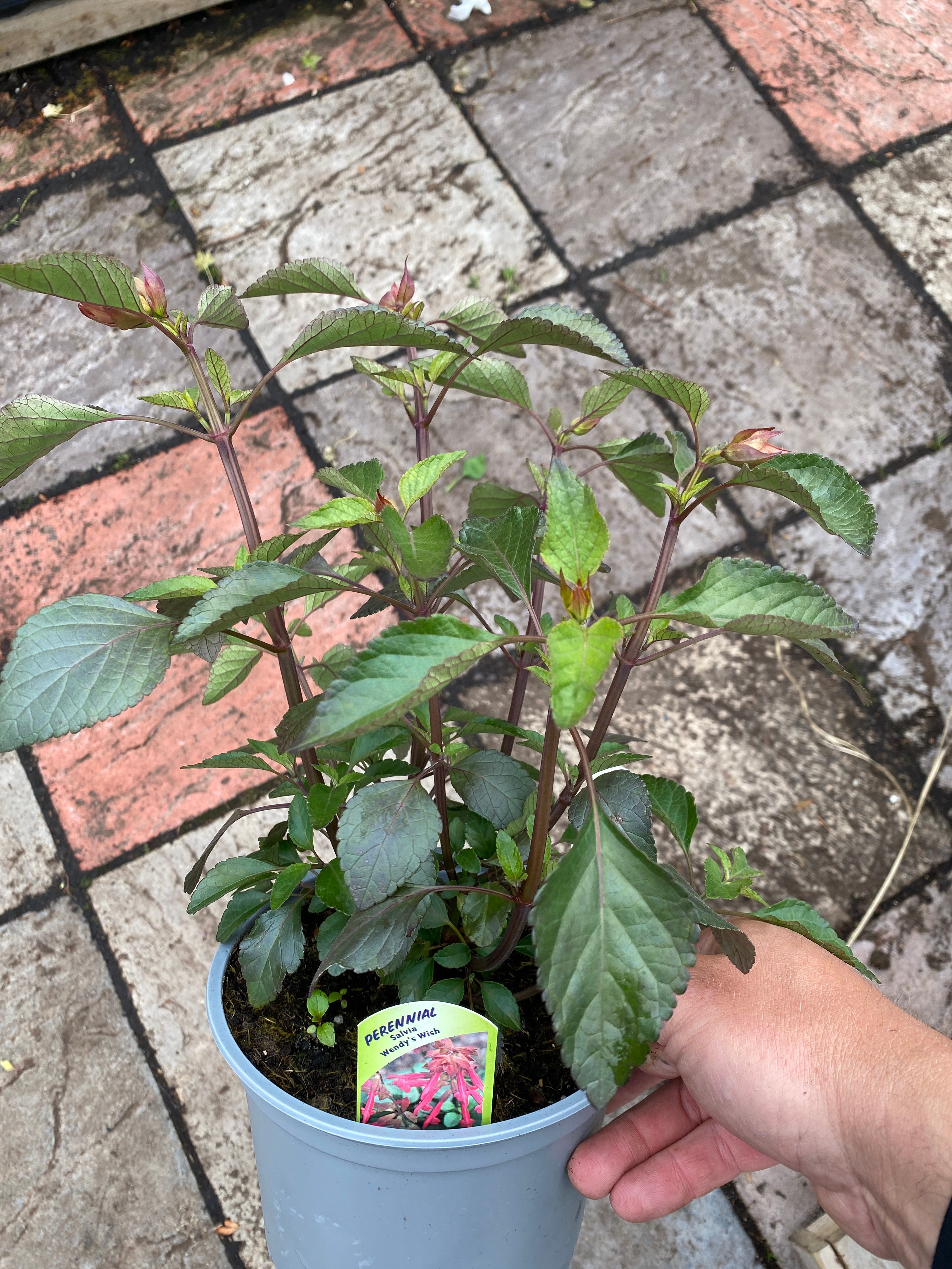 Salvia Wendy’s Wish