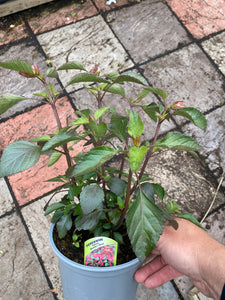 Salvia Wendy’s Wish