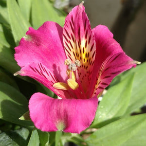 Alstroemeria (Peruvian Lily) - Goal