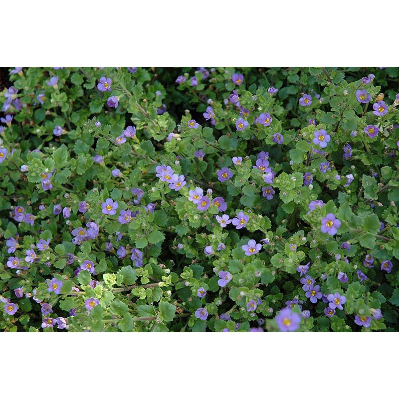 Bacopa - Big Blue