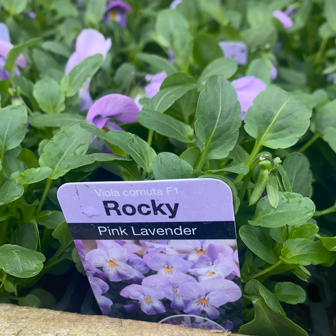 Viola Pink Lavender