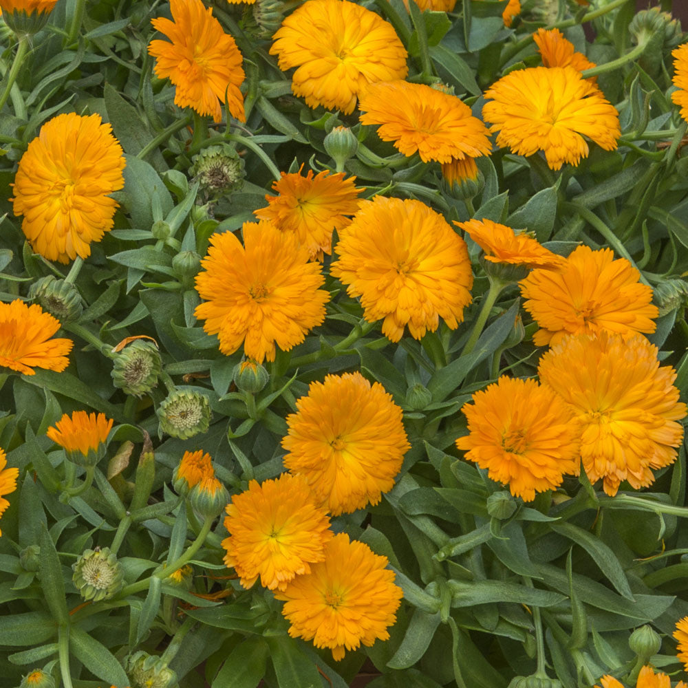 Calendula Power Daisy