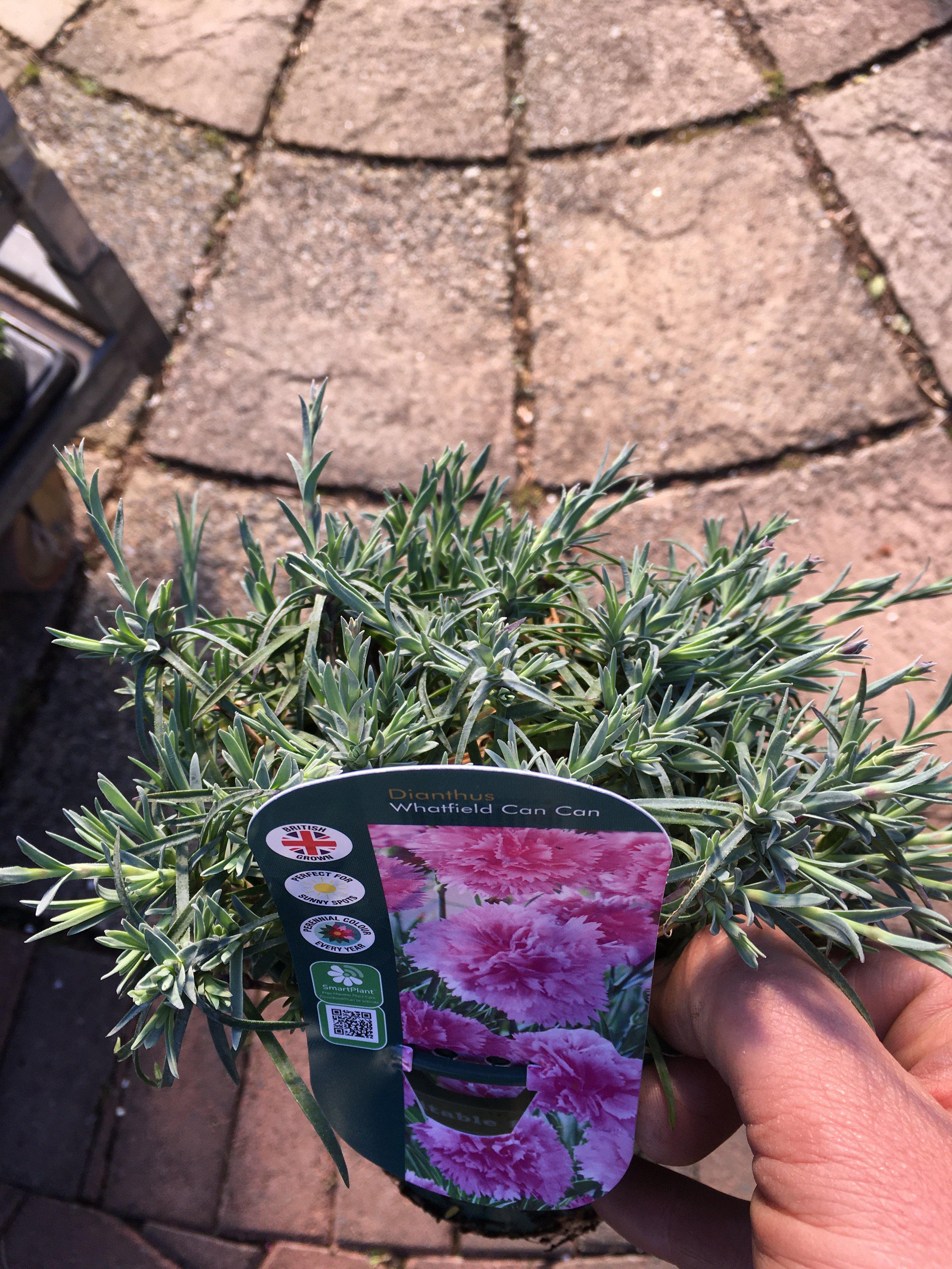 Dianthus Whatfield Can Can