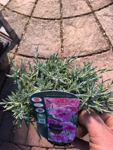 Dianthus Whatfield Can Can