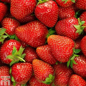 Strawberry “Elsanta”