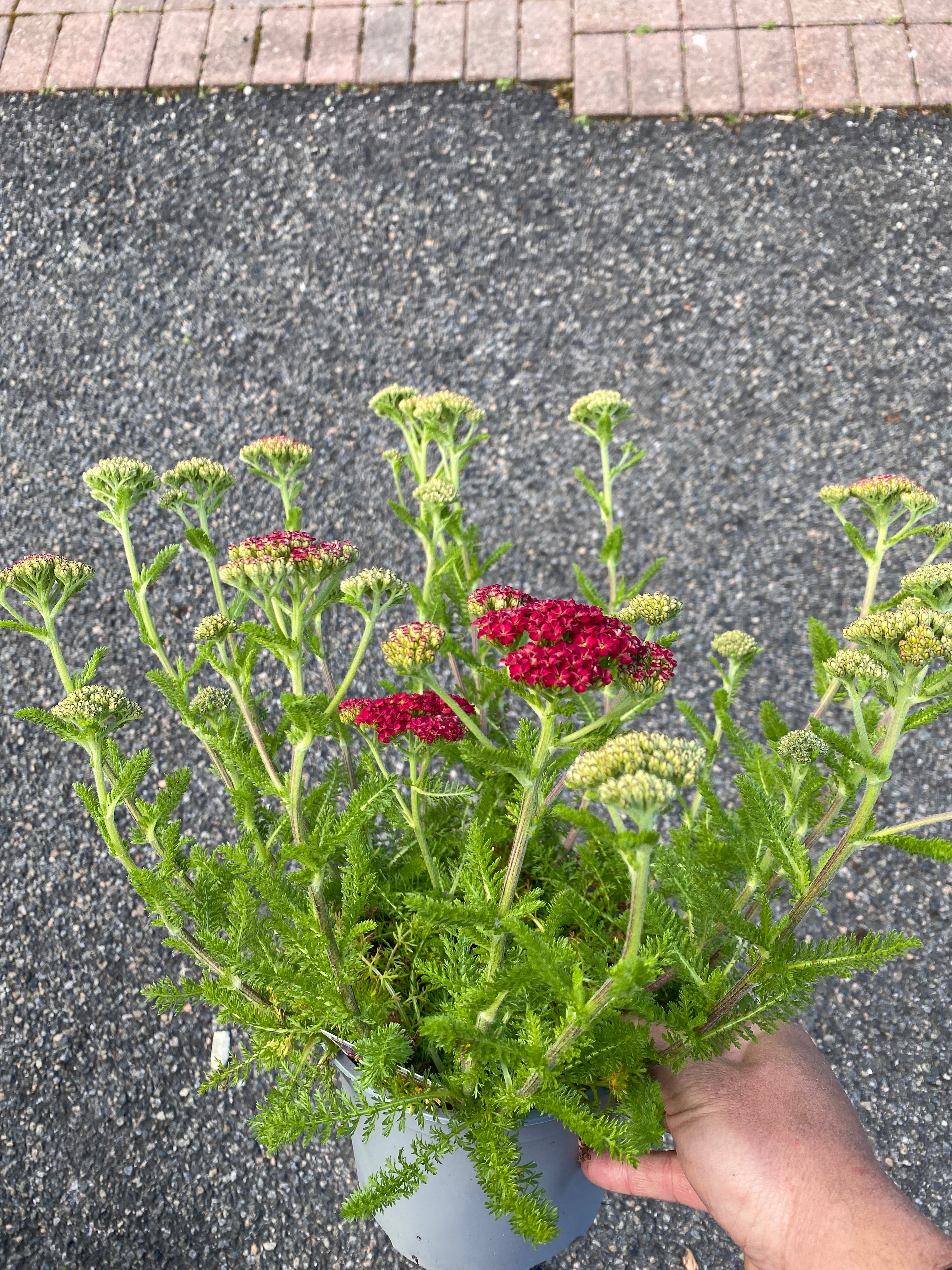 Achillea Cerise Queen