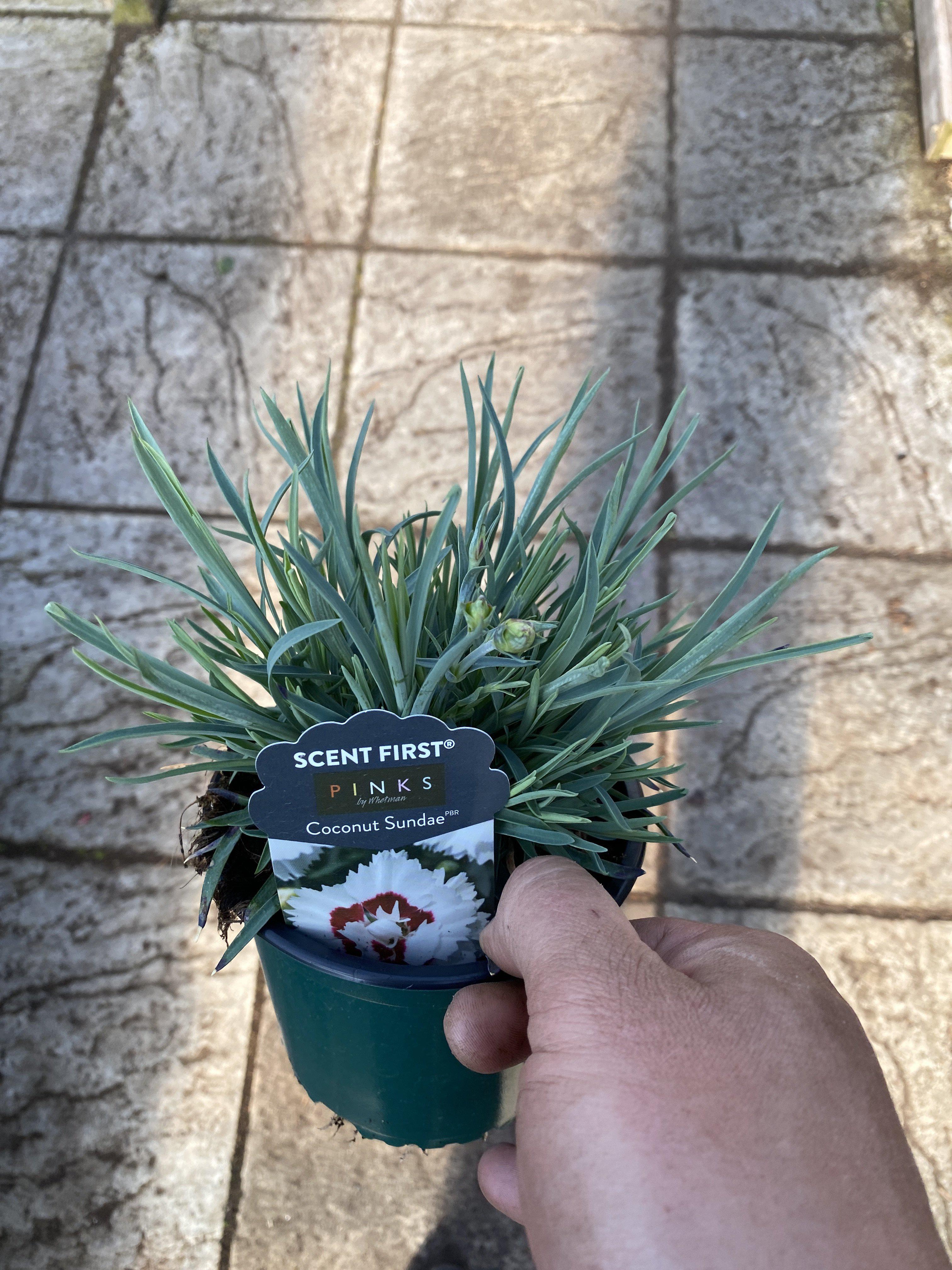 Dianthus Coconut Sundae