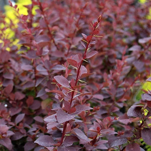 Berberis Purpurea Superb