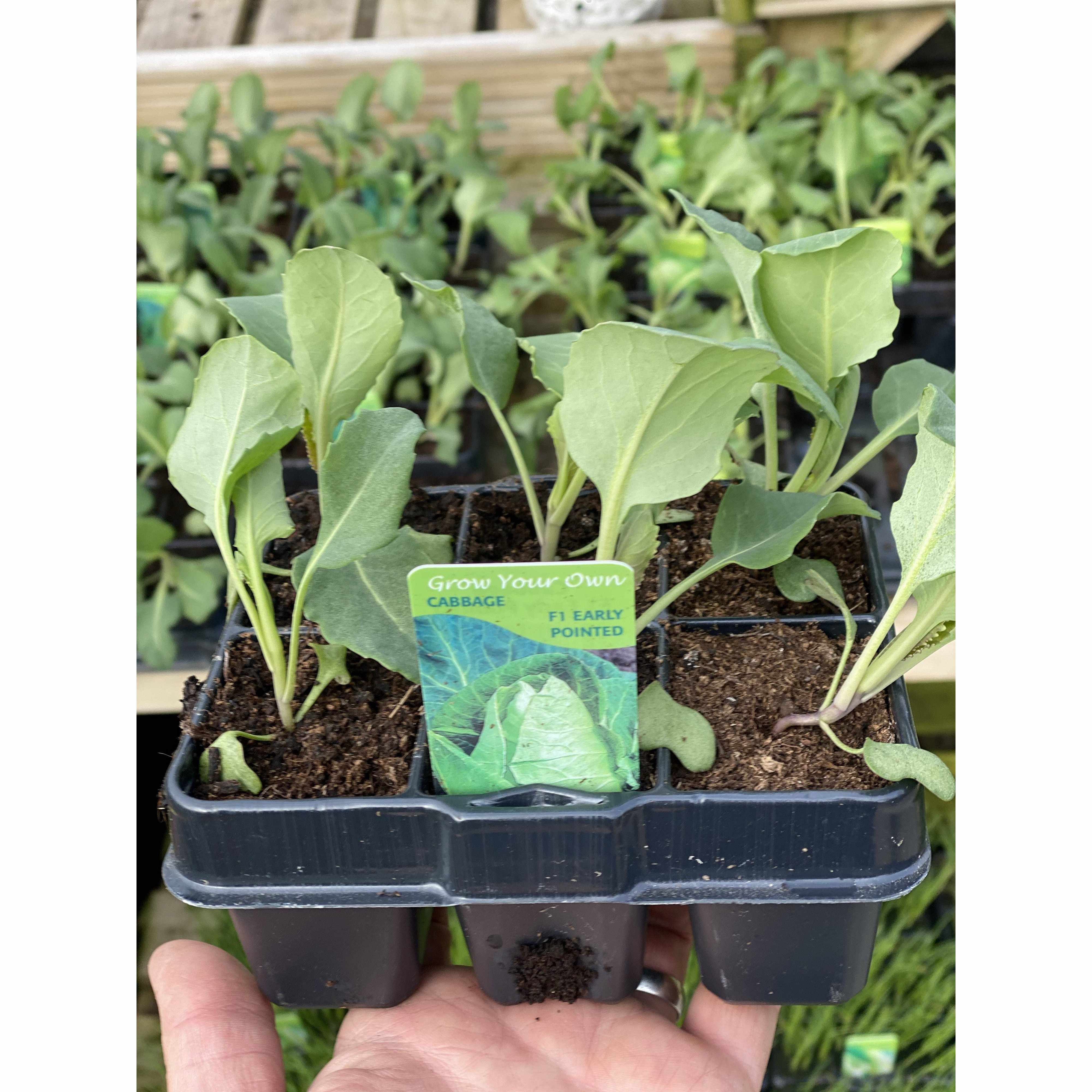 Cabbage Early Pointed