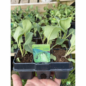 Cabbage Early Pointed
