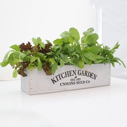 Kitchen Garden - Salad