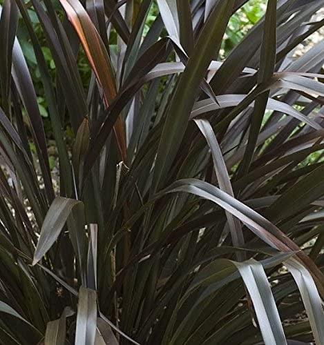 Phormium Platts Black