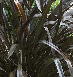 Phormium Platts Black