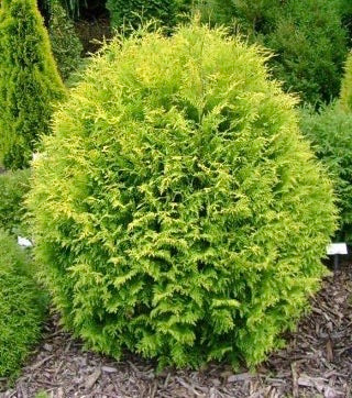 Thuja Golden Globe