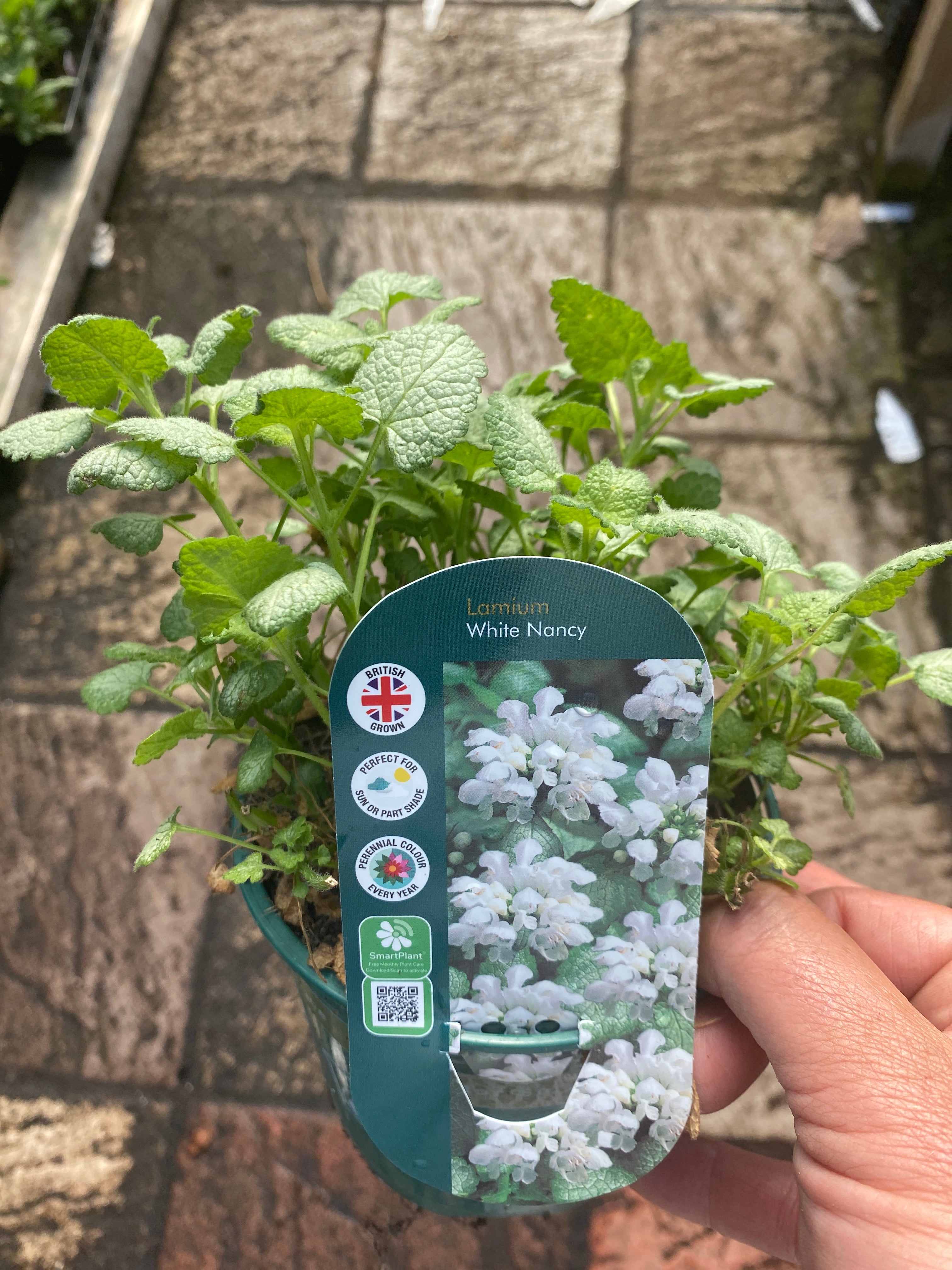 Lamium White Nancy