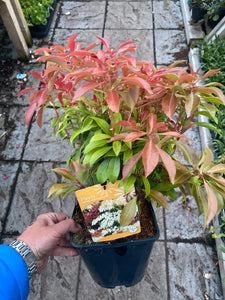 Pieris Mountain Fire