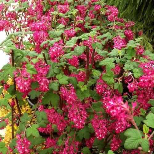 Flowering Currant King Edward VII