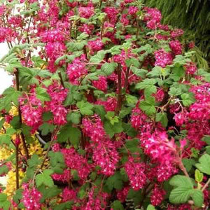 Flowering Currant King Edward VII