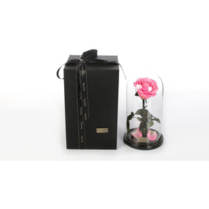 The Belle - Pretty Pink