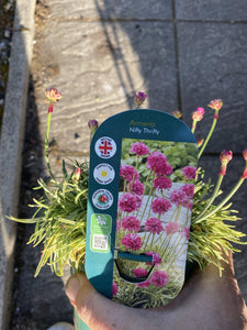 Armeria Nifty Thrifty