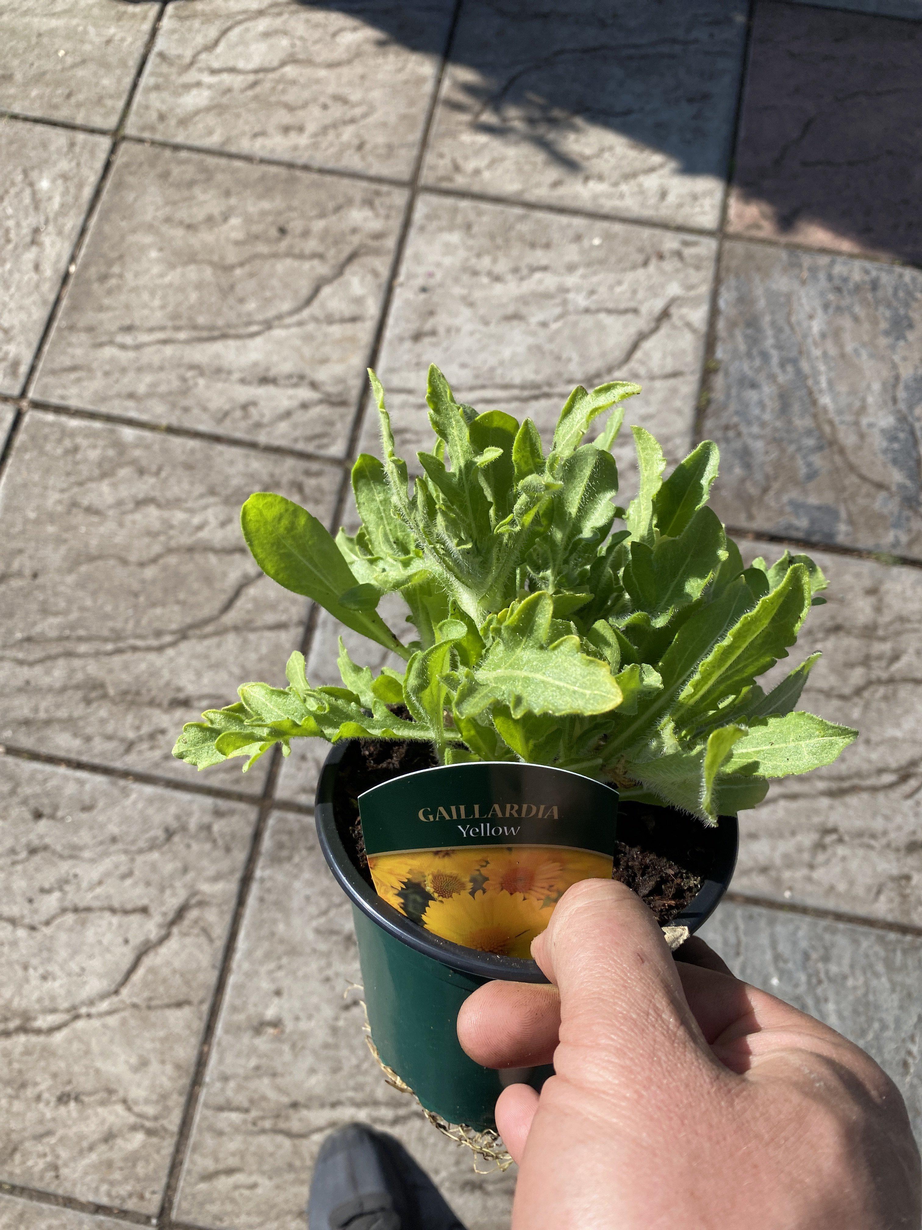 Gaillardia Yellow