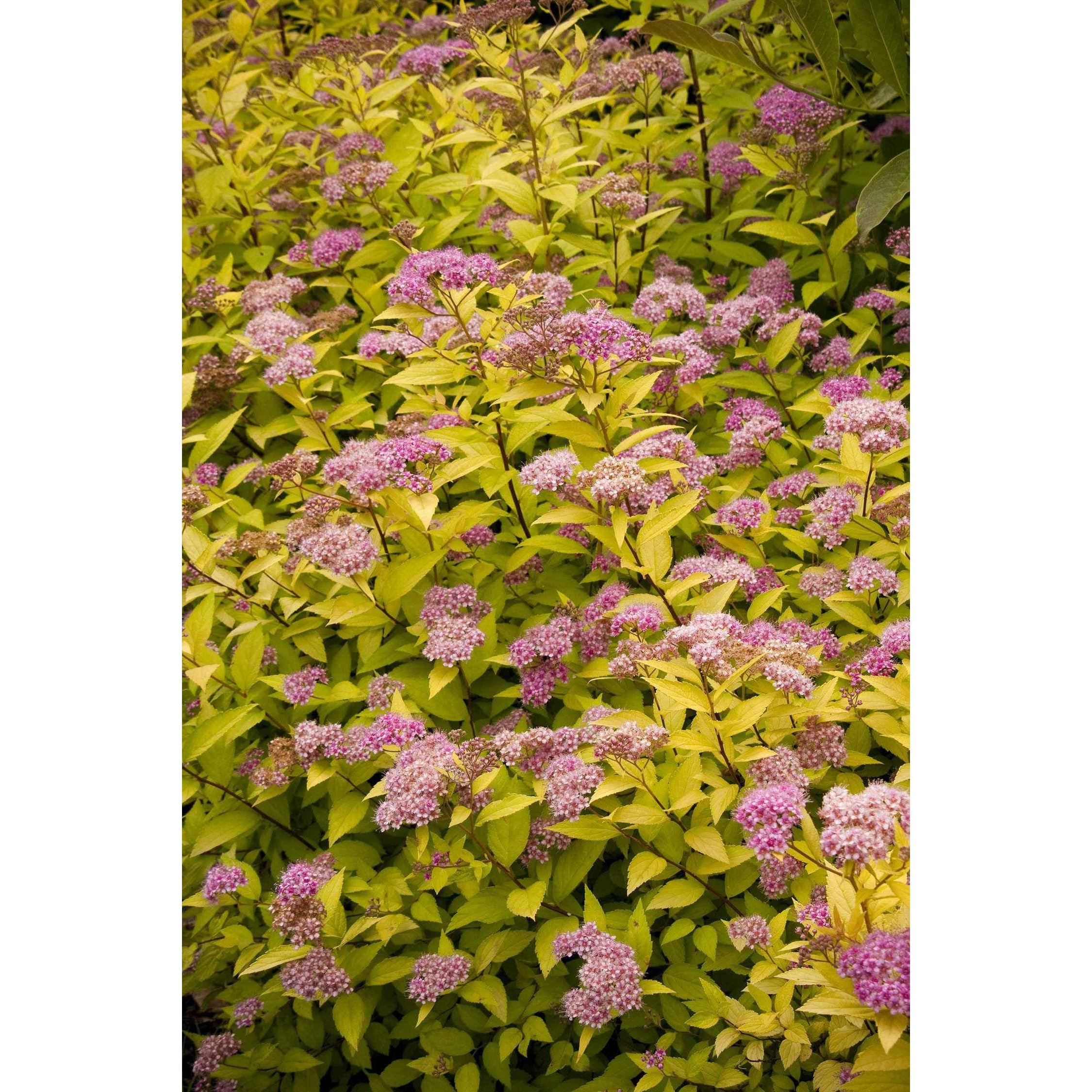 Spiraea Gold Mound