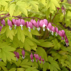 Dicentra Gold Heart