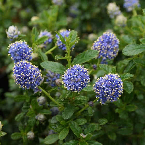 Ceanothus Blue Mound