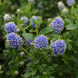 Ceanothus Blue Mound