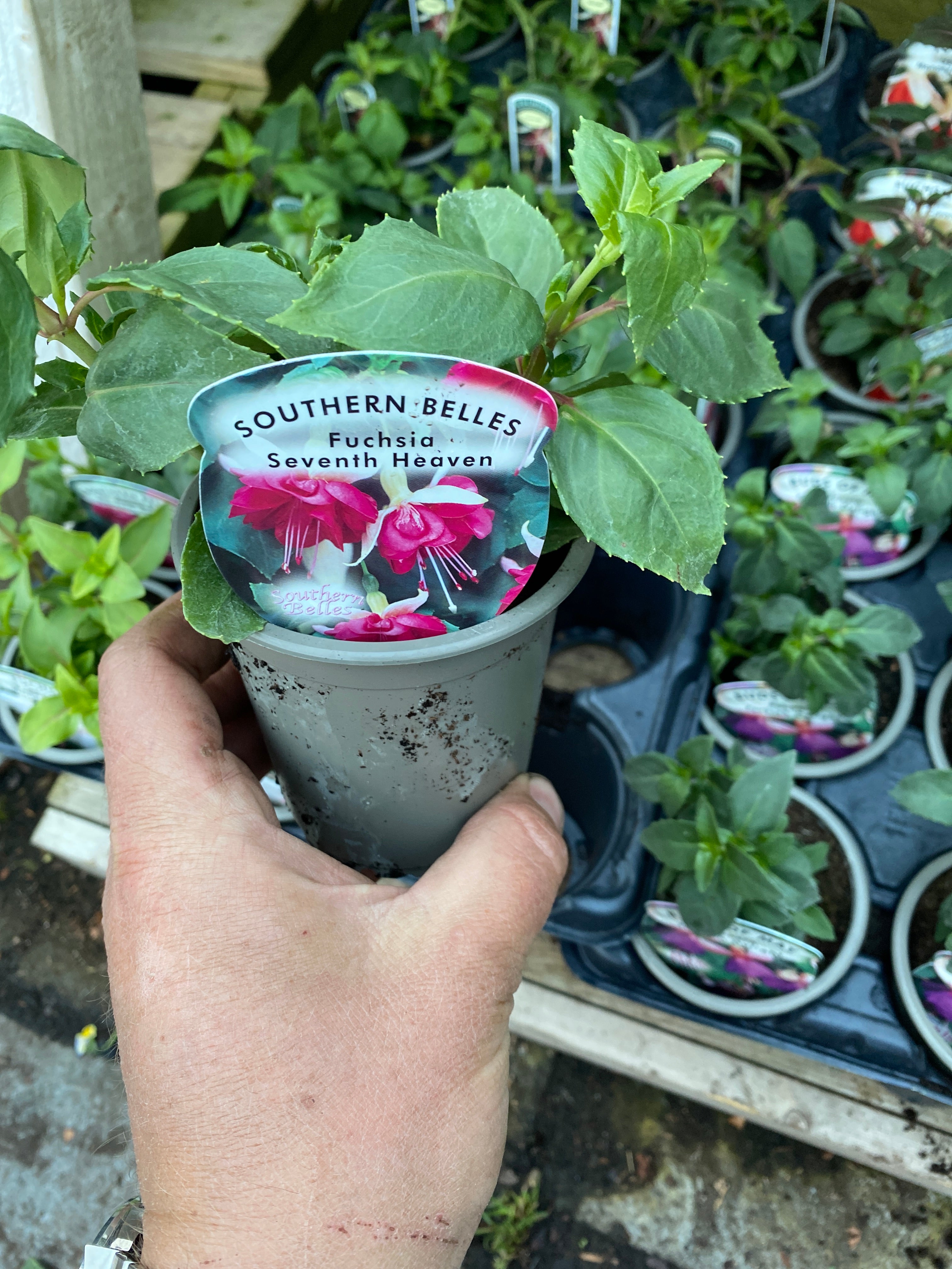 Fuchsia Seventh Heaven