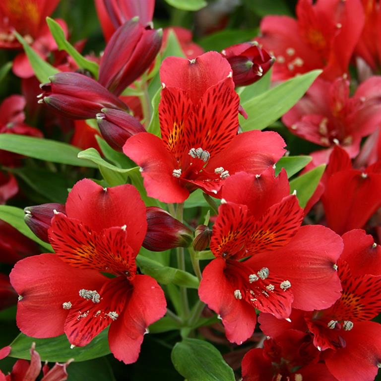 Alstroemeria (Peruvian Lily) - Vito