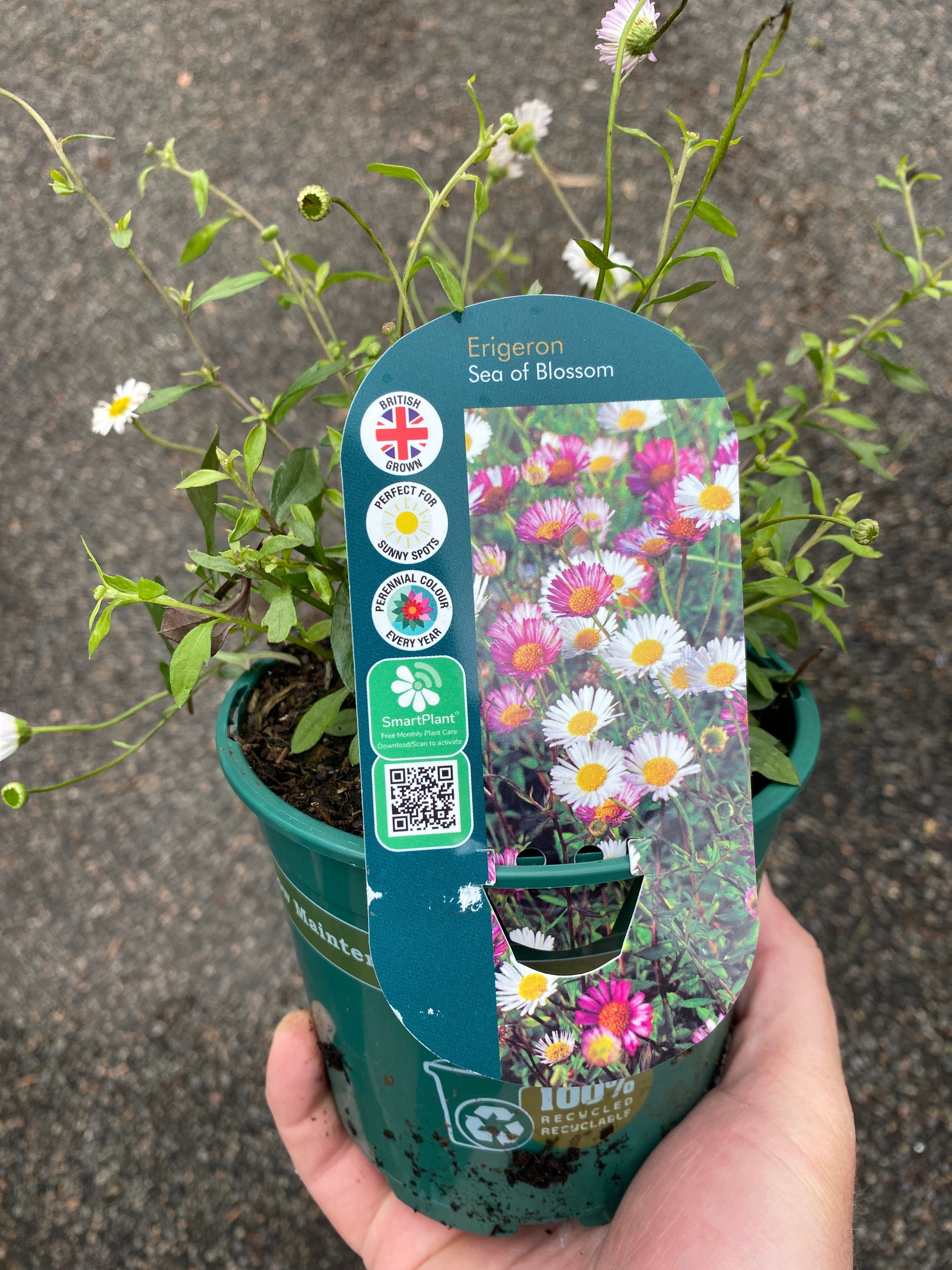 Erigeron Sea of Blossom