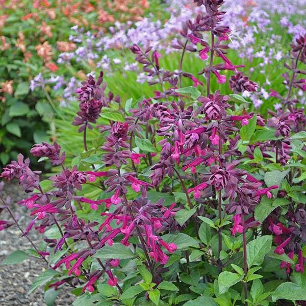 Salvia Love and Wishes